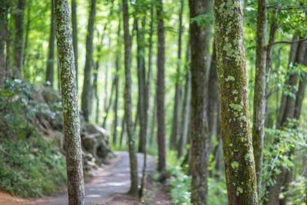 Ferienwohnung Downtown Gatlinburg Gem 102 - Walk To The Shops & Trails Exterior foto